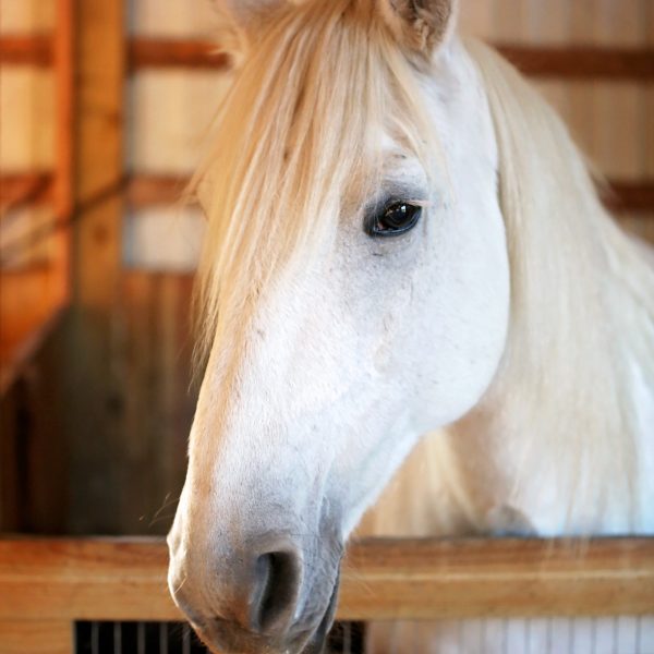Daisy-Horse-Photo.jpg